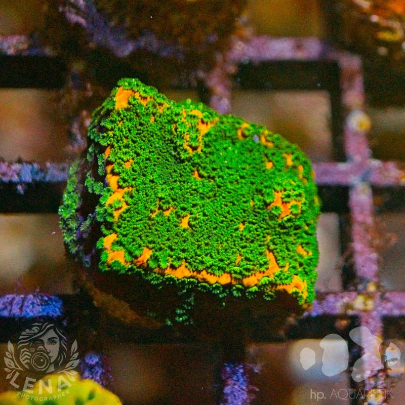 Montipora Bushido